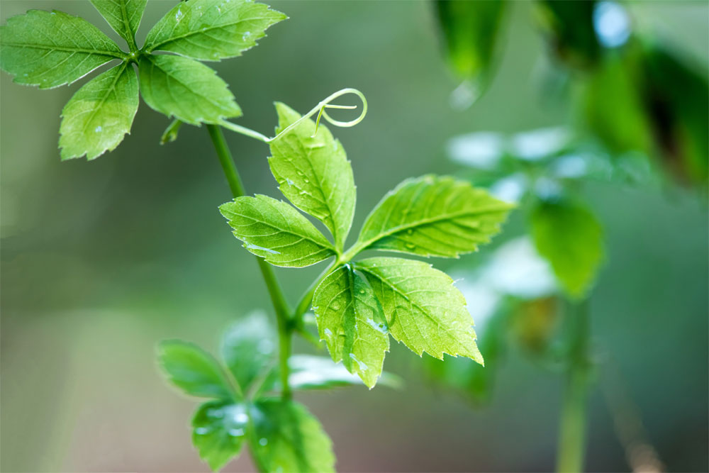 Botanicals Plant
